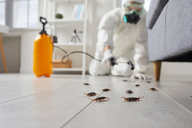 Affordable Cockroach Control solutions in West Elmira, NY